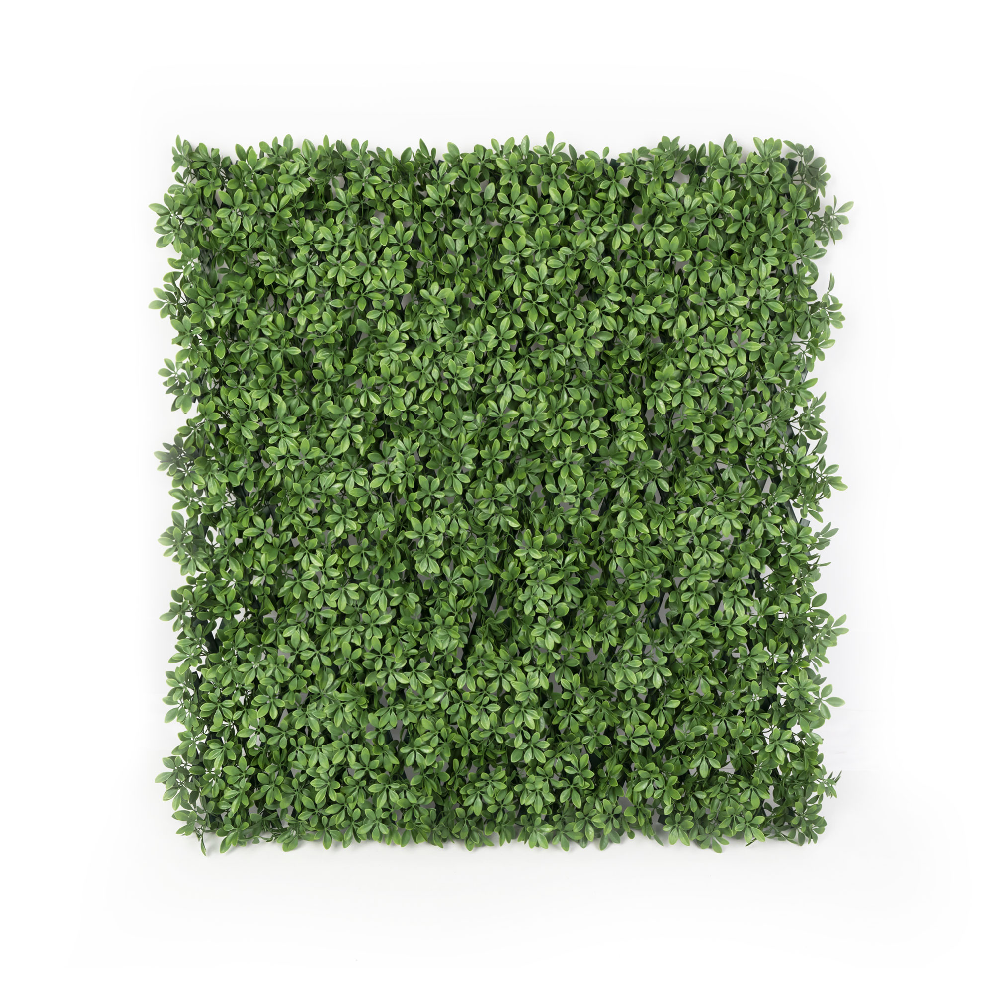 Muro Vegetal Artificial | Edera, 200 x 100 cm